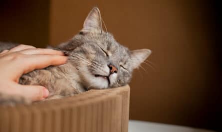 chat